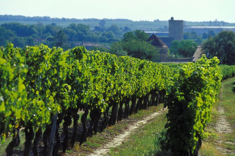 Vineyards at Château Joinin